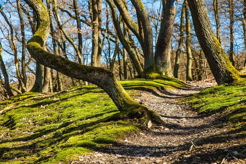 Nature Scavenger Hunt